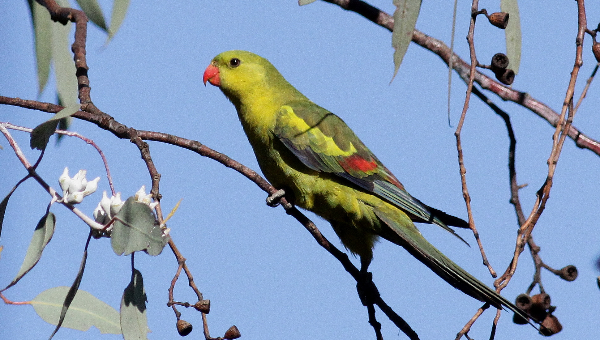 regent parrot